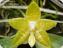 Phal. zhanhuoana x amboinensis flavida